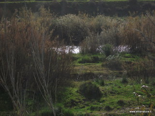 lle del Simeto-24-02-2013 09-49-51